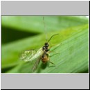 Braconidae - Alysiinae sp - Brackwespe 10a 4mm - Feuchtwiese-fdet10.jpg